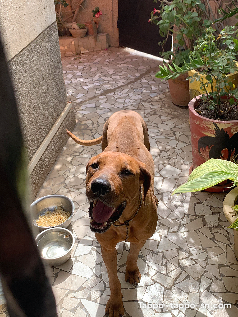 Rhodesian ridgeback x malinois à vendre à Dakar – photo 1