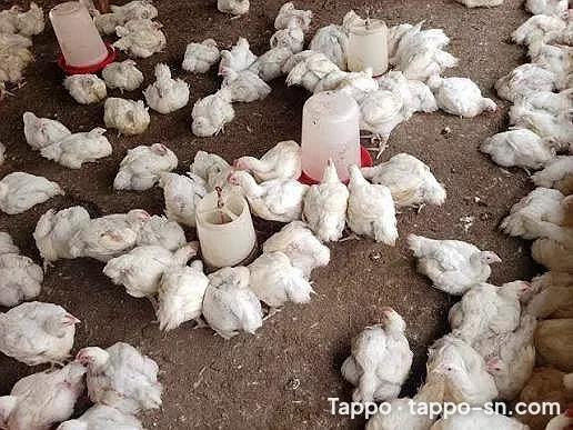 vente Poulet de chair à Dakar – photo 1
