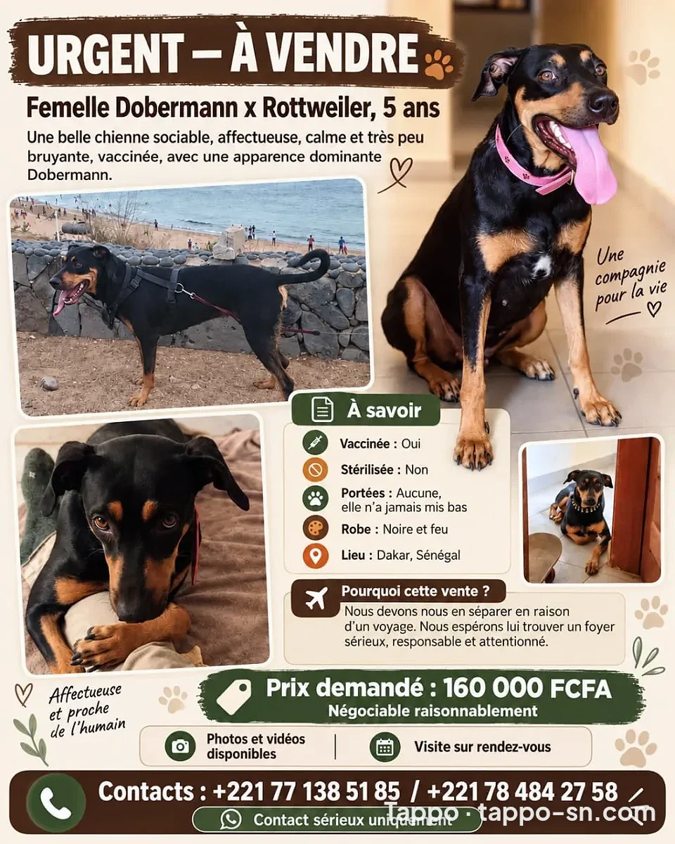 Chienne Dobermann croisée Rottweiler à vendre à Dakar – photo 1