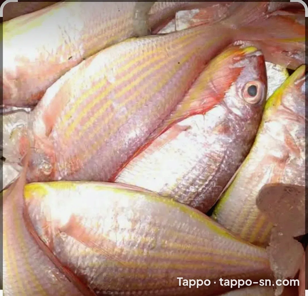 Poissons frais Rouget à vendre à Dakar – photo 1