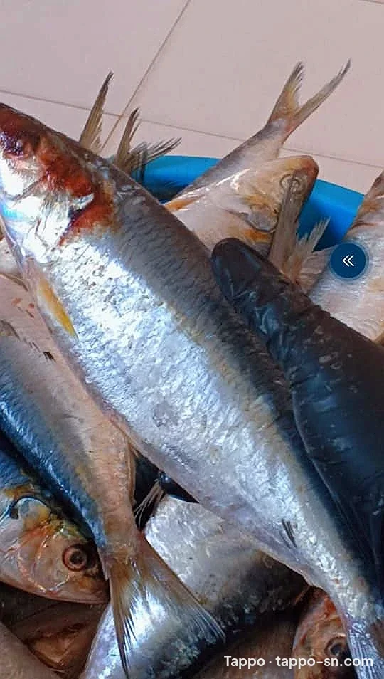 Poissons Yaboy frais à vendre à Thiès – photo 1