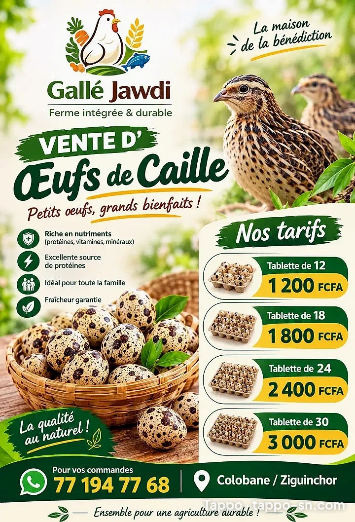 Vente d'œufs de caille frais - Ferme Gallé Jawdi Ziguinchor à Ziguinchor – photo 1