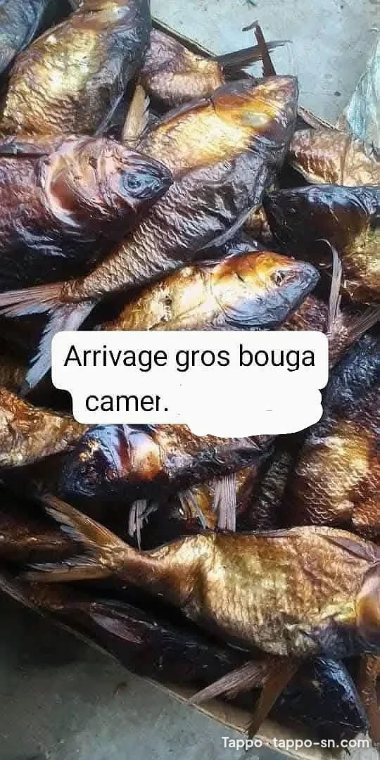 Gros bouga camer neuf à vendre à Dakar – photo 1